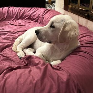 NOT 4  SALE!  OUR GUEST, DUTCHIE, SERVICE DOG IN TRAINING FOR WOUNDED VETERANS🐾💜